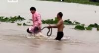 Up to 900 Snakes Escape After Flooding in China